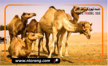 تولید سالانه ۱۵۰ تن شیر و ۲۰۸ تن گوشت شتر در خوزستان